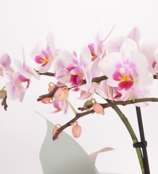 Can You See 2 Dal Midi Orkide Tasarım Aranjmanı