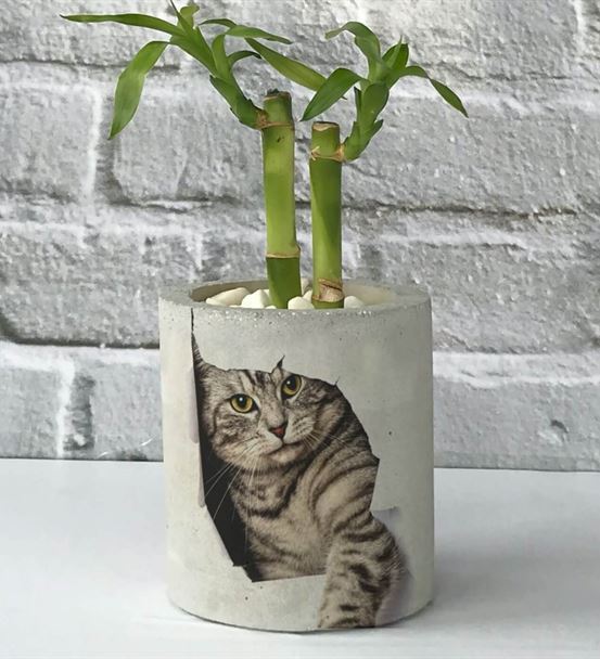 Kedi Baskılı Beton Saksıda İkili Şans Bambusu