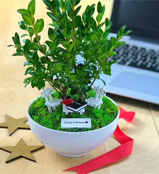 Mimara Hediye Bonsai - Cute Koleksiyonu