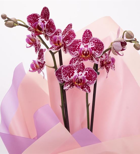 Lovely Best 2 Dal Orkide Tasarım Aranjmanı