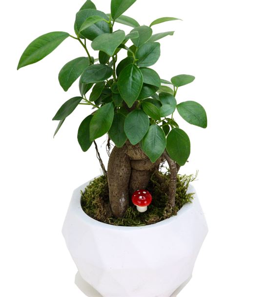Mini Ficus Bonsai