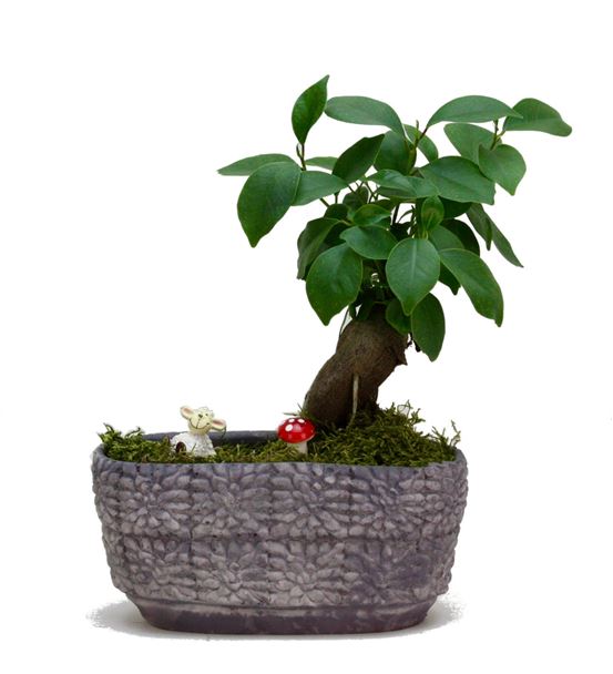 Ormandaki Kuzu Mini Ficus Bonsai