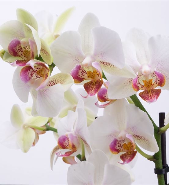 Perfect White 2 Dal Orkide Aranjmanı