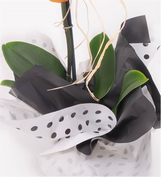 Pure Serisi Tekli Beyaz Orkide Tasarım Aranjmanı
