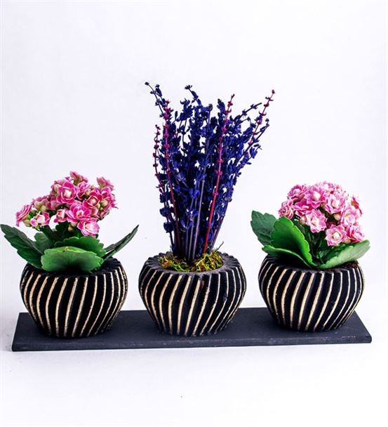 Trio Bend Saksı Serisi Kokulu Mini Lavanta Çiçeği