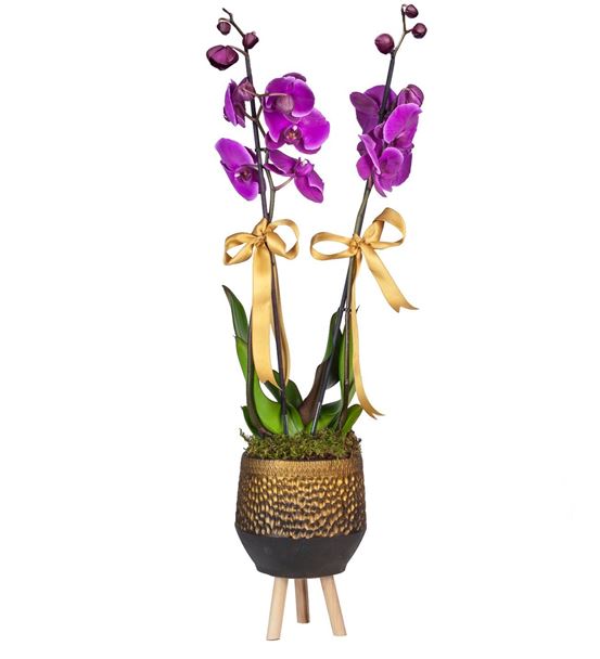 Antik Vazoda Mor Orkide