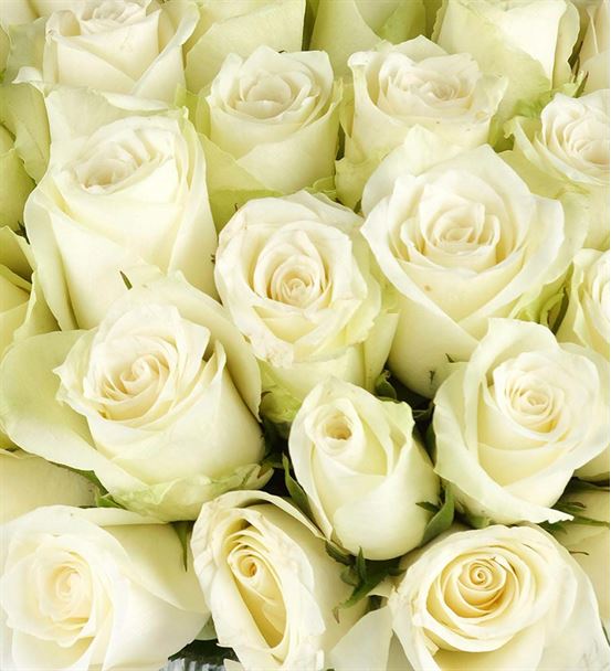 Beyaz Duygu Vazoda 50 Beyaz Güller