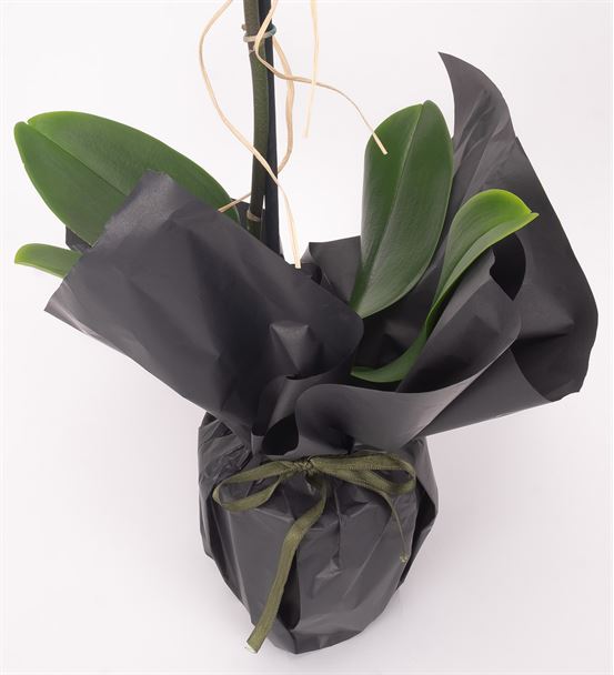 Black Serisi Tekli Beyaz Orkide Tasarım Aranjmanı