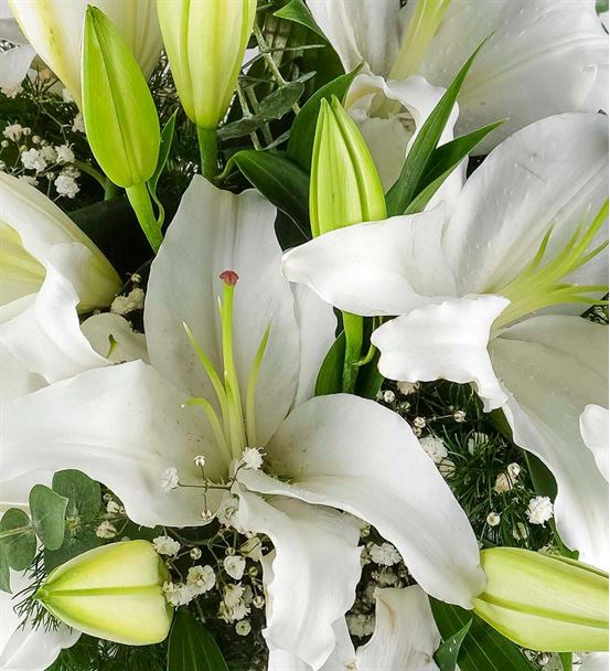 Büyük Mutluluk Beyaz Lilyumlar