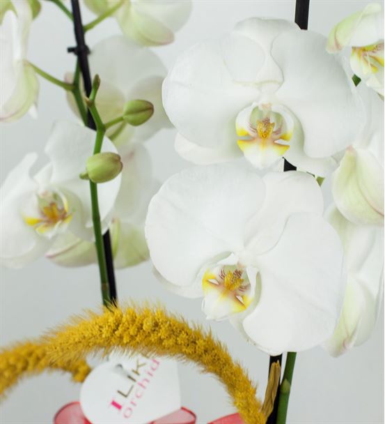 Çilek Vazoda Beyaz Orkide