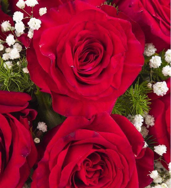 Dekoratif Saksıda 17 Kırmızı Güller