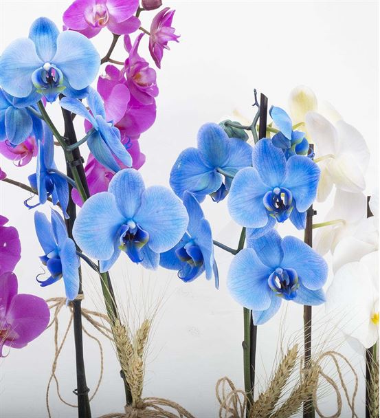 Garbatella Renkli Saksı Orkideler