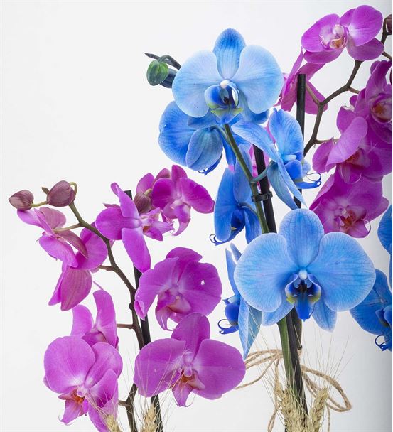 Garbatella Renkli Saksı Orkideler