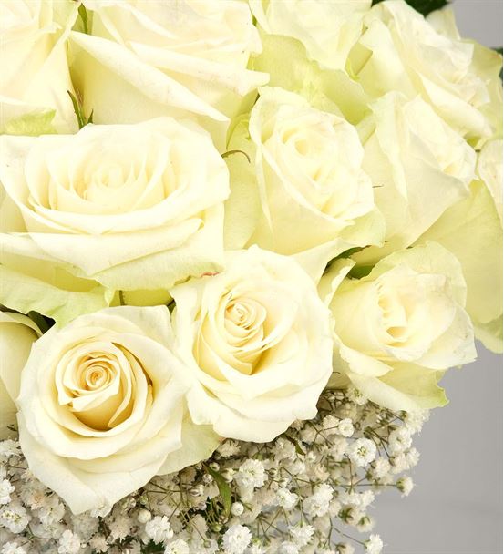 Genç ve Güzel 20 Beyaz Güller