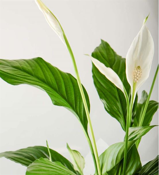 Kar Beyaz Sevgi Spatifilyum Çiçeği