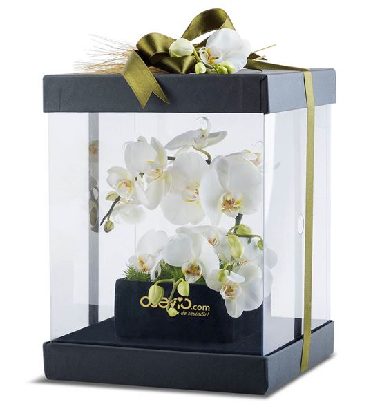 Kutu Dolusu Beyaz Orkideler