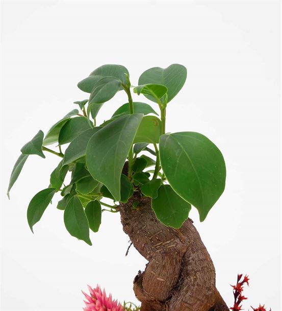 L'arbre Mini Bonsai