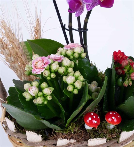 Martha Serisi Mini Orkide Kalanchoe Çiçek Sepeti