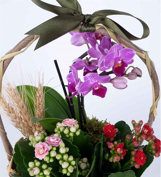 Martha Serisi Mini Orkide Kalanchoe Çiçek Sepeti