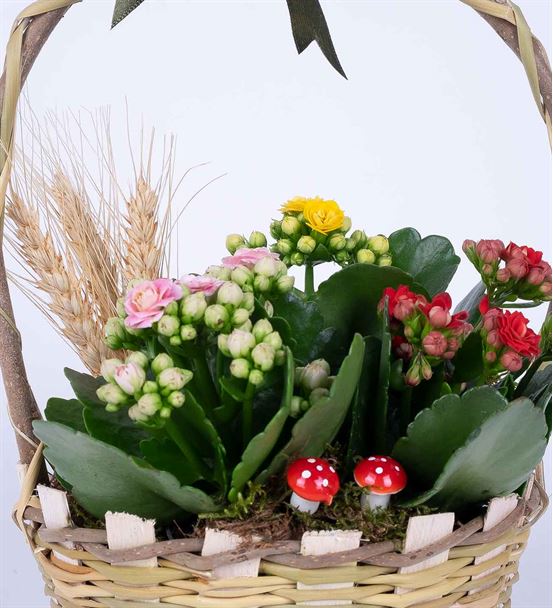 Martha Serisi Mixed Kalanchoe Tasarım Çiçek Sepeti