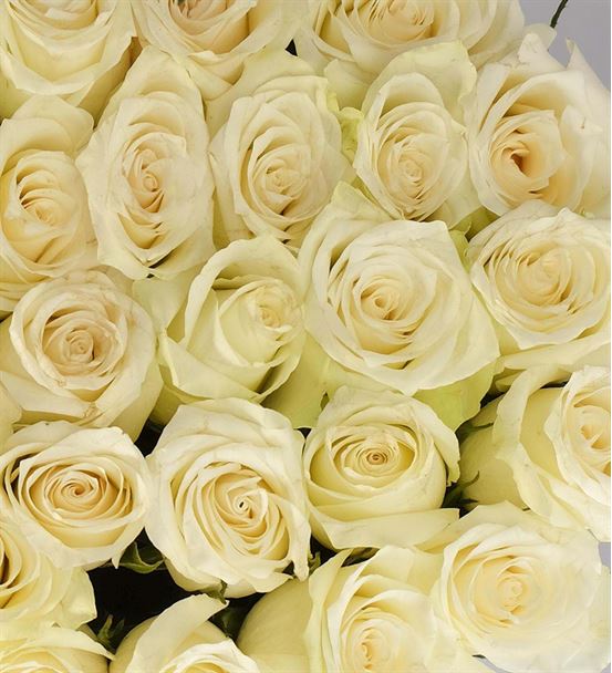 Mutluluğun Melodisi 20 Beyaz Güller