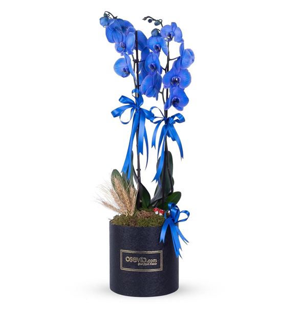 Osevio Serisi Kutuda Premium Mavi Orkide Tasarımı
