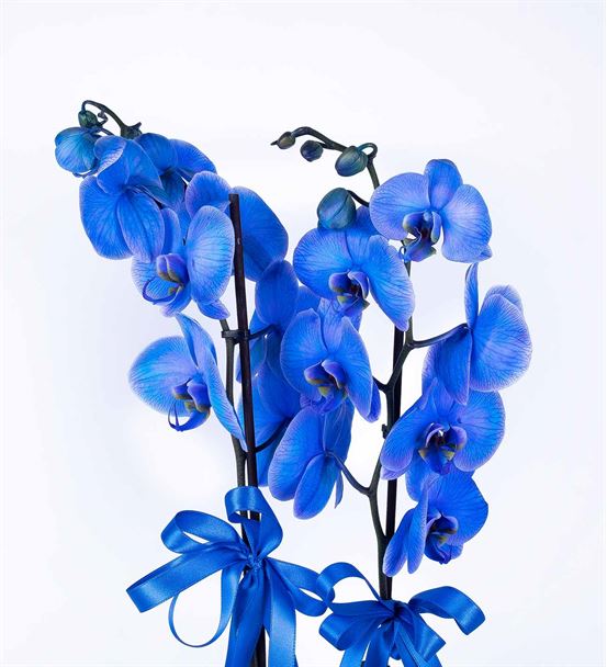 Osevio Serisi Kutuda Premium Mavi Orkide Tasarımı