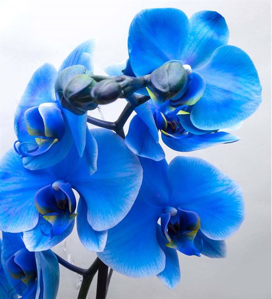 Pure Beauty Cam Fanusta İki Dal Mavi Orkide