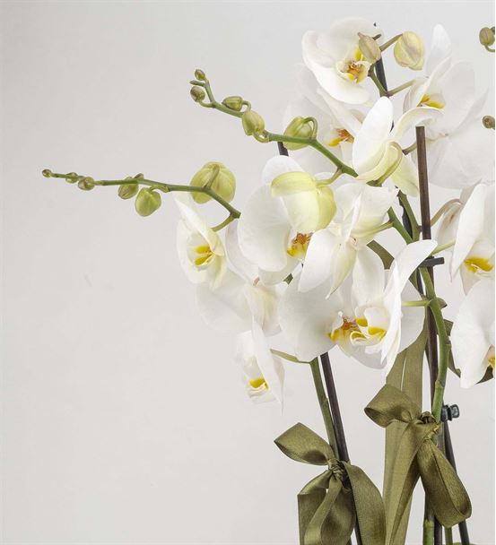 San Marino 10 Dal Beyaz Orkideler