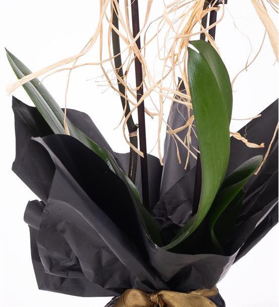 Siyah Dekoratif Kağıtta 2 Dal Mor Orkide Tasarım