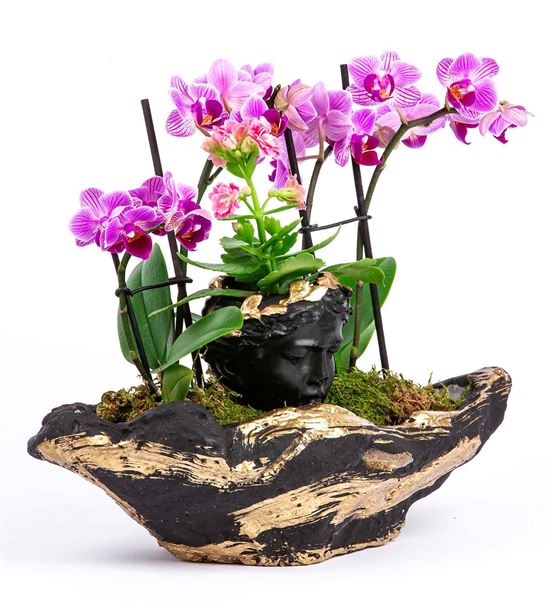 Siyah Gold Canyon Saksıda dört dal Mini Orkide 