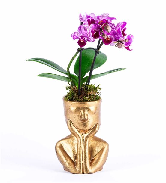 Tink Serisi Gold Saksıda  Mini Orkide