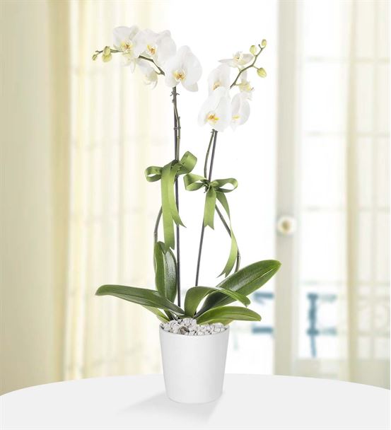 Zarafetin Simgesi 2 Dal Beyaz Orkide